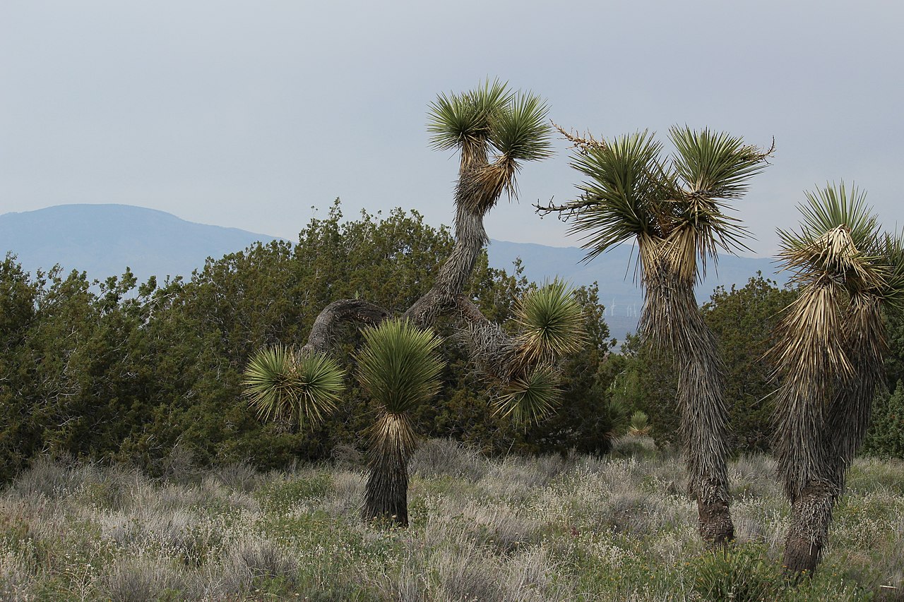 Arthur B Ripley Desert State Park Arthur B Ripley Desert State Park - Joshua trees in a desert landscape