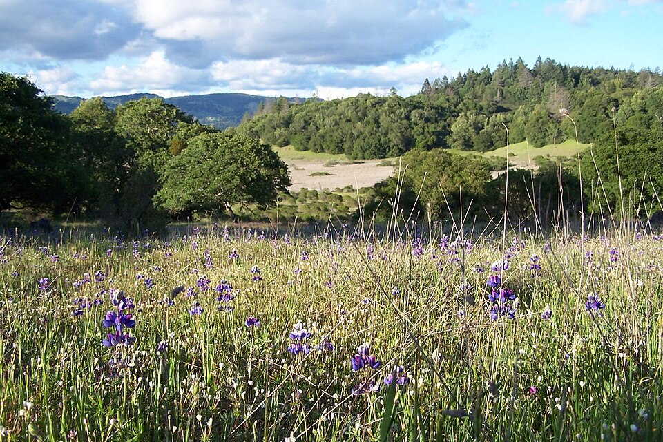 Trione Annadel State Park Annadel State Park - Meadow with purple lupine wildflowers