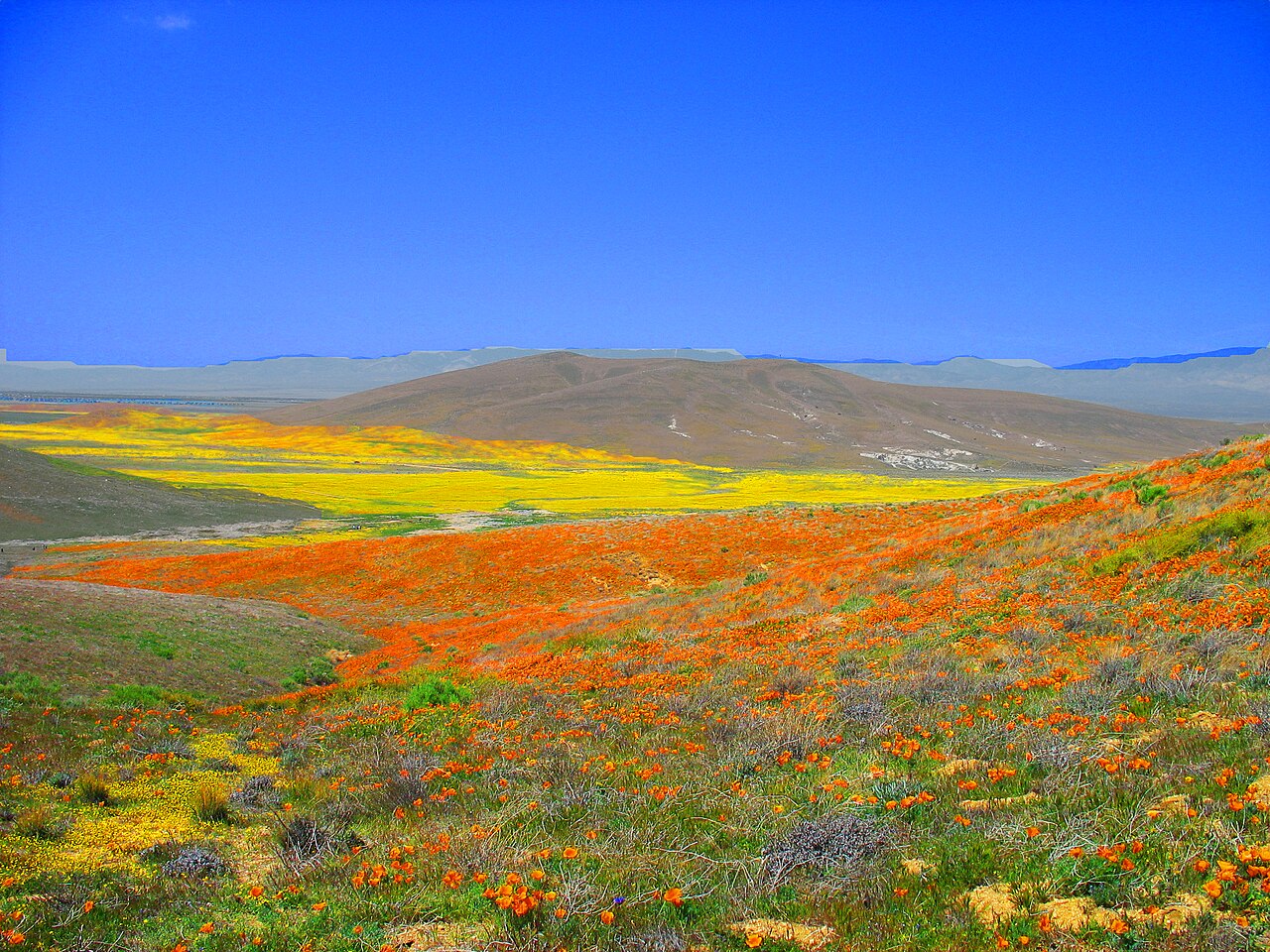 Antelope Valley CA Poppy State Natural Recreation Antelope Valley CA Poppy State Natural Recreation