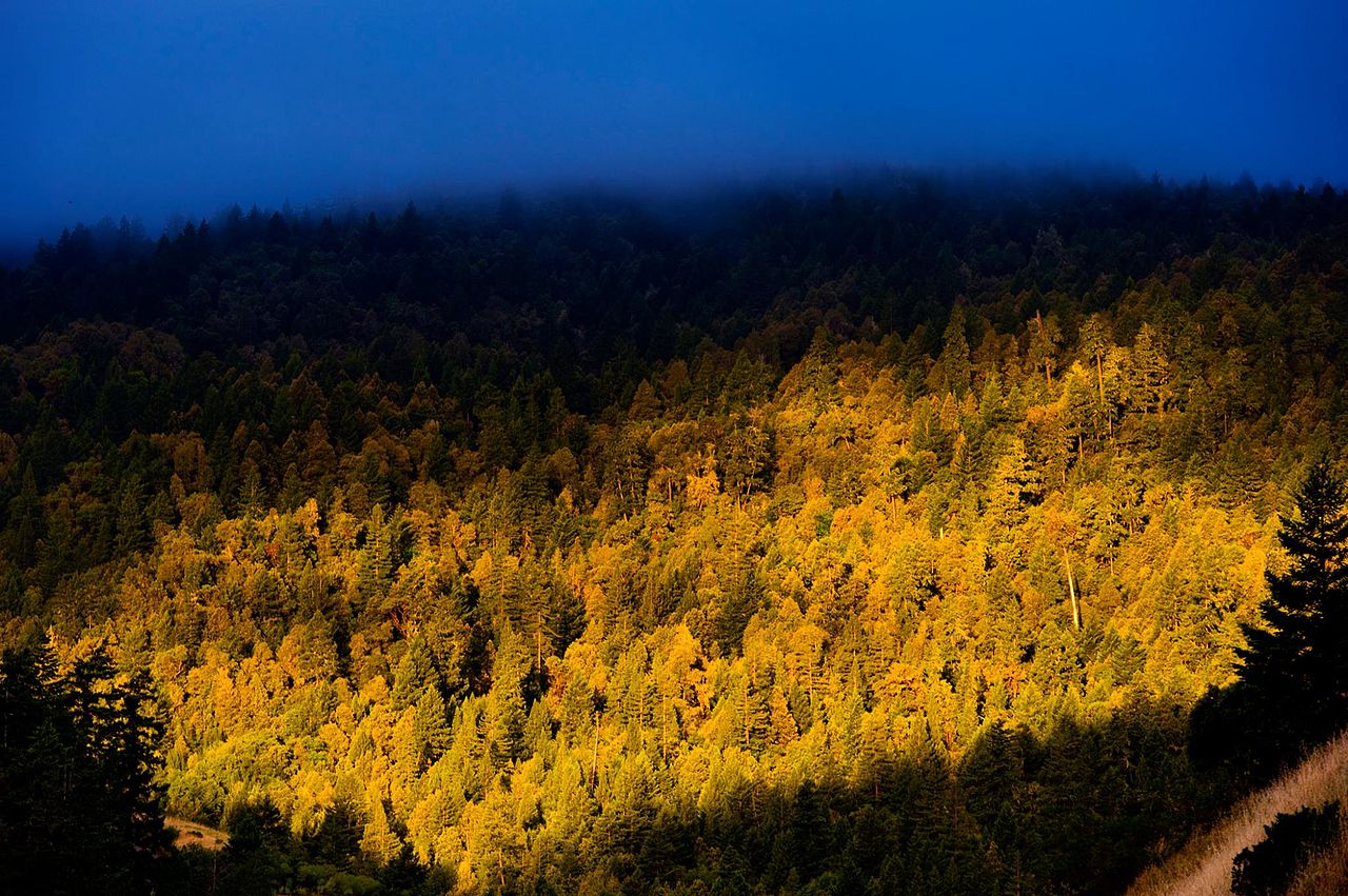 Benbow Lake State Recreation Area Benbow State Recreation Area - Hillside with golden trees against blue sky