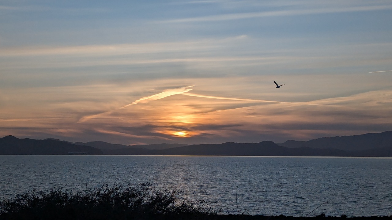 Photo of the Bay and Marin County and a bird. Albany State Marine Reserve - Sunset over water with silhouetted mountains